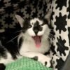 Cats - Image 4